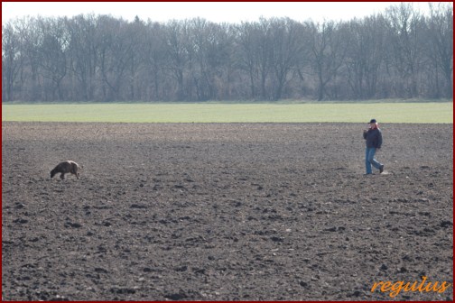 Fährtenprüfung Nordholz Frühjahr 2011